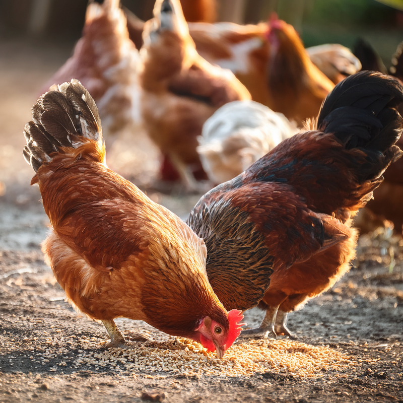 Logo Christbaumbauern OÖ