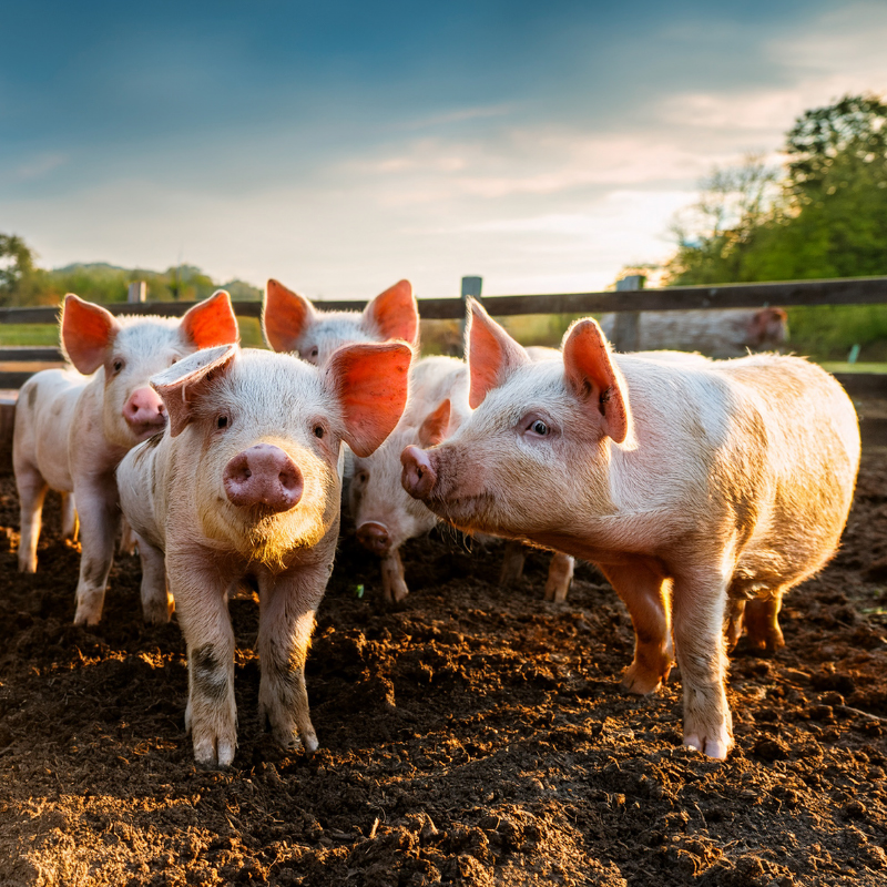 Logo Christbaumbauern OÖ